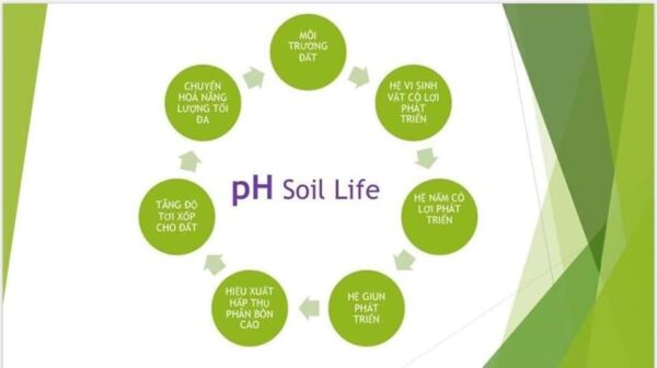 Tầm quan trọng của độ pH của đất trong trồng trọt