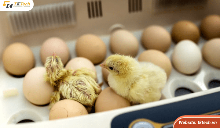 Nhiệt độ ấp trứng gà quan trọng như thế nào