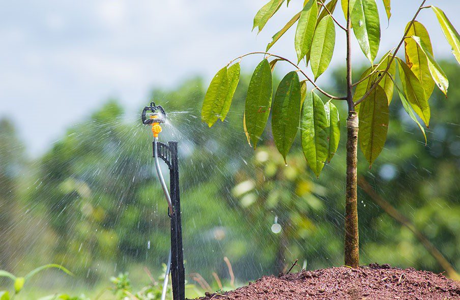 Tưới nước cho cây sầu riêng cần đảm bảo những gì?