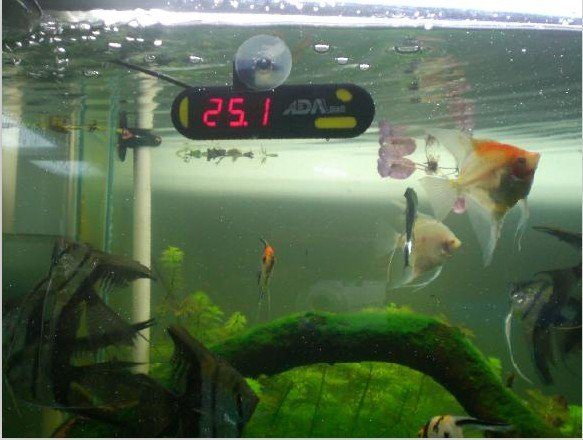 Nhiệt kế đo nhiệt độ nước trong bể cá